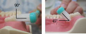 奥歯周辺の歯磨きの仕方